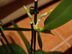 Dsc08082.jpg