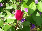 flores 002.jpg
