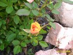 flores 003.jpg