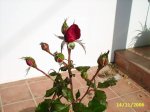flores 004.jpg