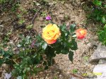 flores 006.jpg