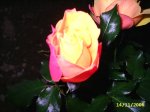 flores 029.jpg
