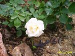 PIC_0053.JPG