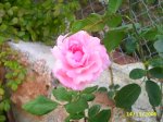 flores 001.jpg