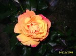 flores 028.jpg