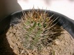 Acanthocalycium1.jpg