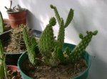 opuntia-.jpg