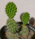 Opuntia1.jpg