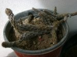 pterocactus kuntzei.jpg