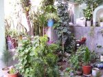 jardin.jpg