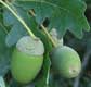 roble-bellotas.jpg