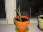 Guzmania 1.jpg
