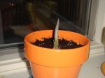 Guzmania 2.jpg