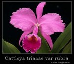 C_trianae_rubra.jpg