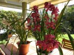 Cymbidium Rojo y Rosa Hibridos.JPG