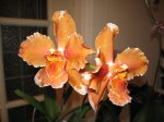 Odontioda Golden Sunset Sleeping Parade.JPG