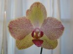 Phal Baby Hat B #3 x Phal Brother Stage Lung Ching.JPG