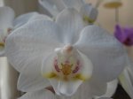 Phal Blanca Flor Hibrido.JPG