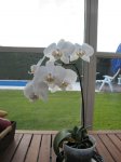 Phal Blanca Hibrido.JPG
