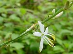 chlorophytum_comosum_flor_01.jpg