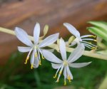 Chlorophytum_comosum_flor_02.jpg