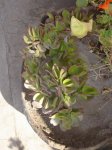 DSC00015.JPG
