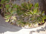 DSC00016.JPG