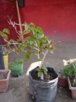 DSC00021.JPG