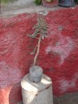 DSC00022.JPG