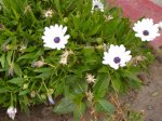 DSC09880.JPG