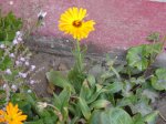 DSC09883.JPG