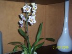 Orquidea endanea2.jpg
