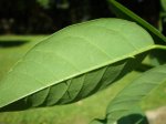 hoja con 2 uñas.JPG