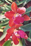 thumb_LC_Look_Ton_Red_931-0x.jpg