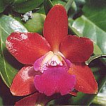 thumb_LC_Look_Ton_Red_929-19x.jpg