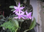 cattleya nobilior.jpg