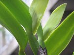 cattleya warnerii.jpg