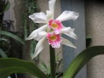 laelia purpurata var. carnea.jpg