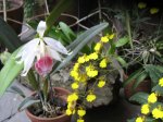 laelia purpurata y oncidium.jpg