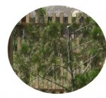 arbol.jpg