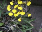 oncidium bifolium.jpg