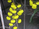 oncidium bifolium2.jpg