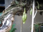 sthanopea sp.jpg