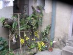 vista a orquideas.jpg