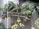 vista panoramicaa orquideas.jpg