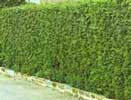 thuja.jpg