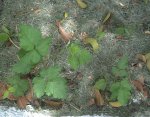 plantita de frambuesa.JPG