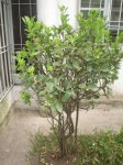 DSC02919.JPG