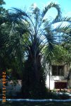 butia capitata2.JPG