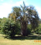 butia capitata1.JPG